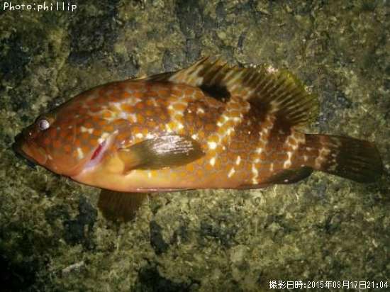 �����ϥ�