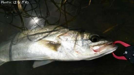 �����Х�