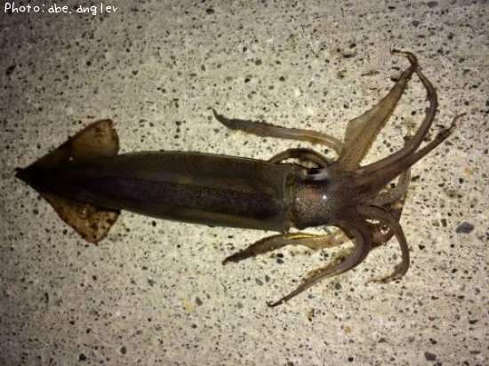 ����ᥤ��