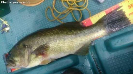 �֥�å��Х�