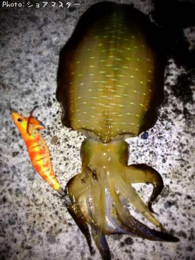 �����ꥤ��