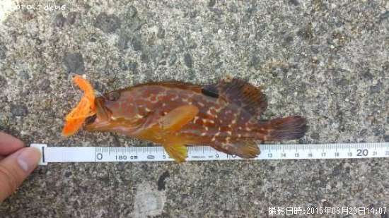 �����ϥ�