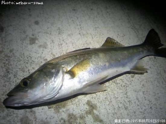 �����Х�