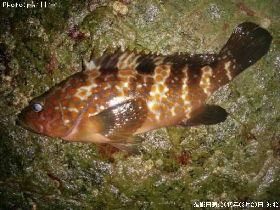 �����ϥ�