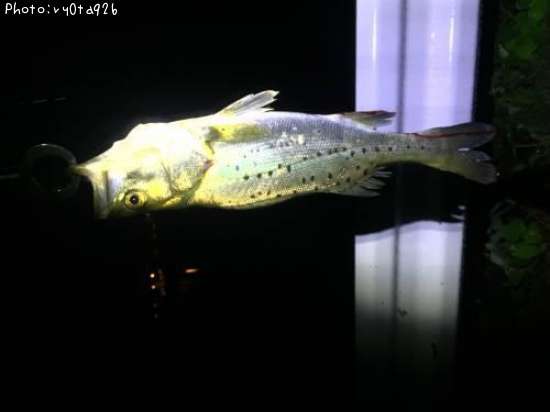 �����Х�