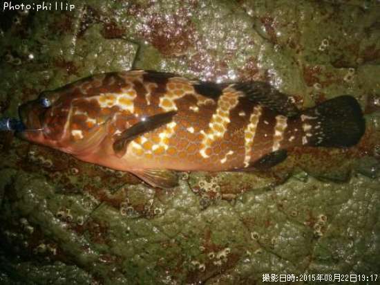 �����ϥ�