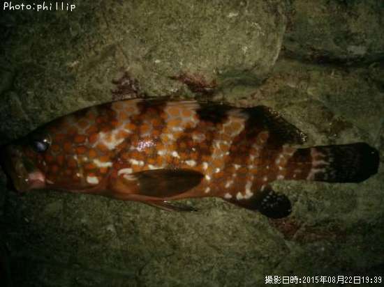 �����ϥ�