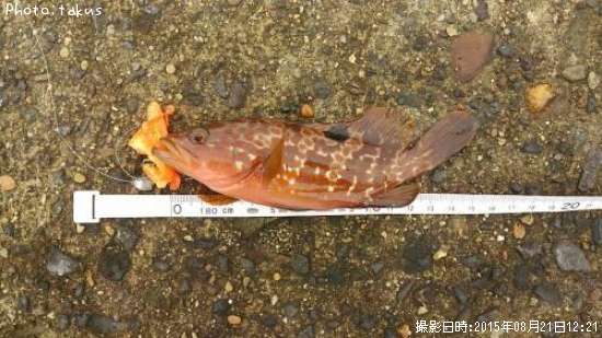 �����ϥ�