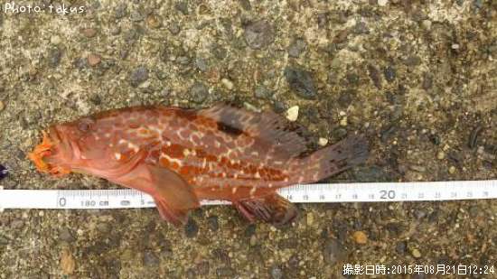 �����ϥ�