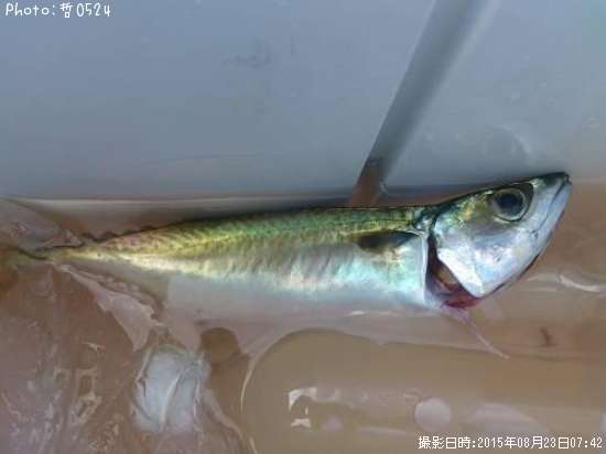 ���ޥ���