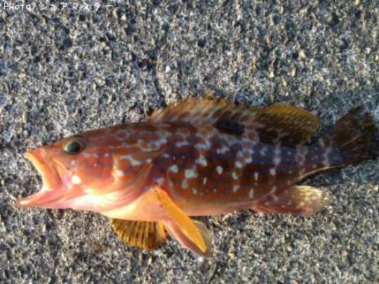 �����ϥ�