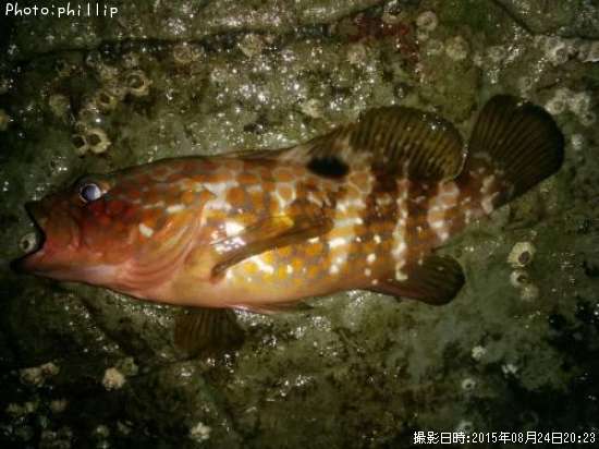 �����ϥ�