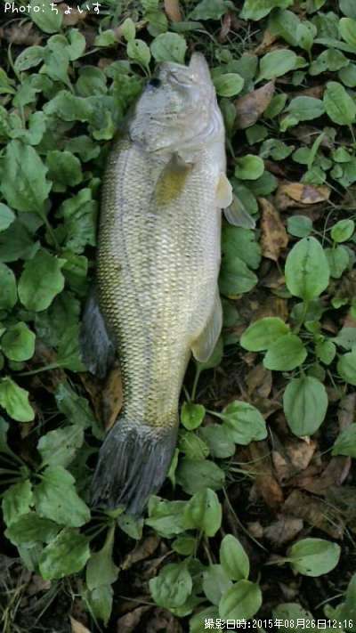 �֥�å��Х�