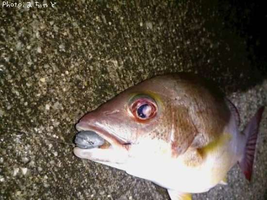 ���ӥ��ʥ����ڥ����ե�������