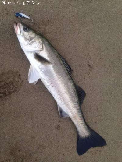 �����Х�