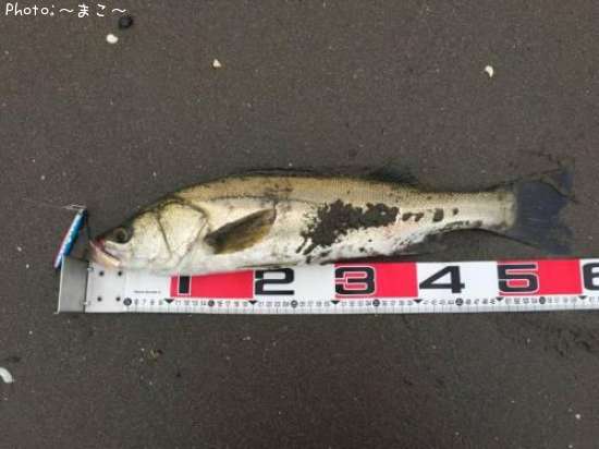 �����ե����Х�