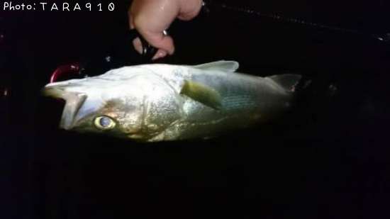 �����Х�