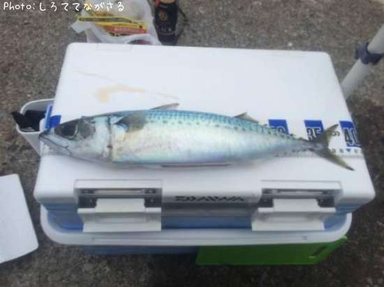 ���ޥ���