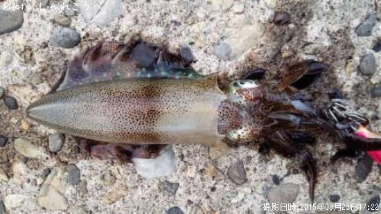 �����ꥤ��