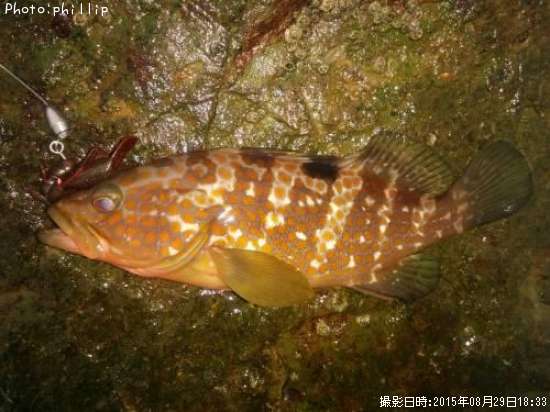 �����ϥ�