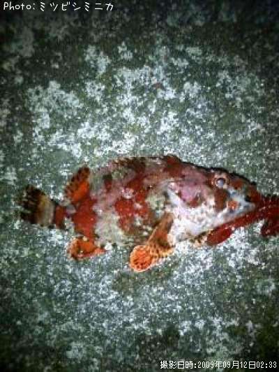 �������Х�