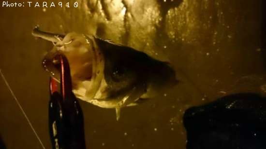 �����Х�