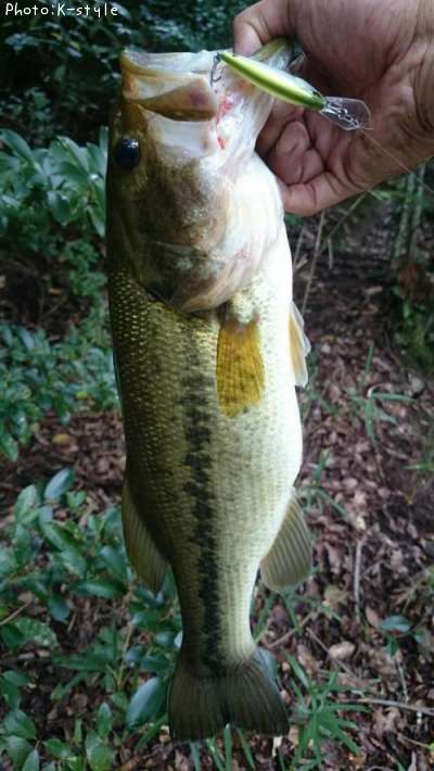 �֥�å��Х���