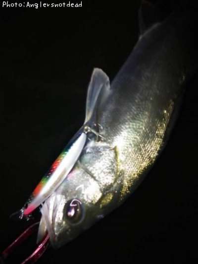�����Х�