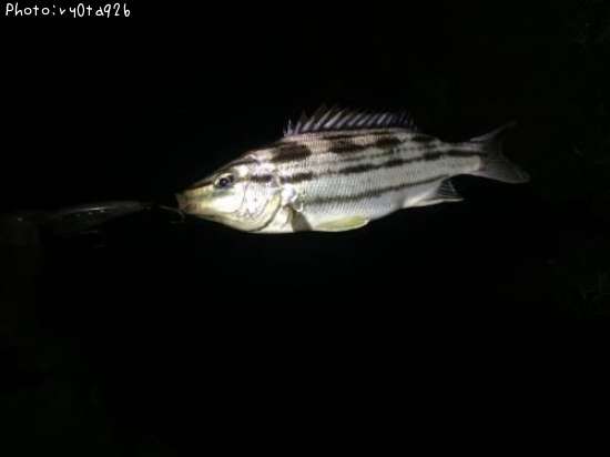 ���ޥ�����