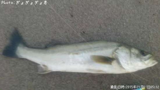 �����Х�