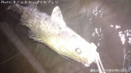 �����Х�