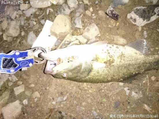 �֥�å��Х�