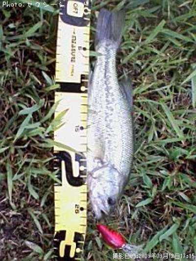 �֥�å��Х�