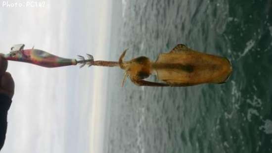 �����ꥤ��