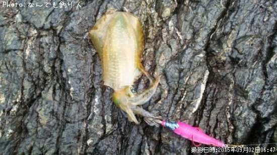 �����ꥤ��