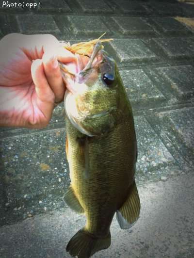 �֥�å��Х�