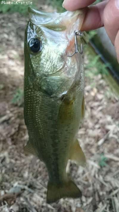 �֥�å��Х���