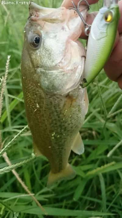 �֥�å��Х���