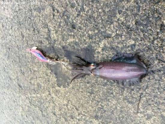 �����ꥤ��