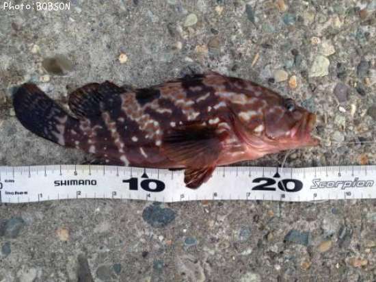 �����ϥ�