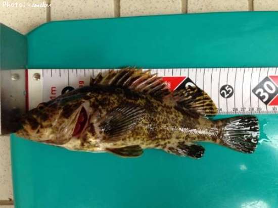 �����Υ���Х�