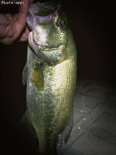 �֥�å��Х�