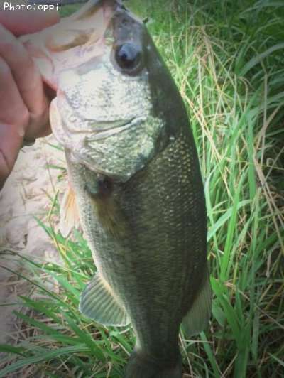 �֥�å��Х�