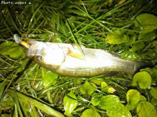 �֥�å��Х�