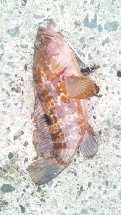 �������ʥ����ϥ���