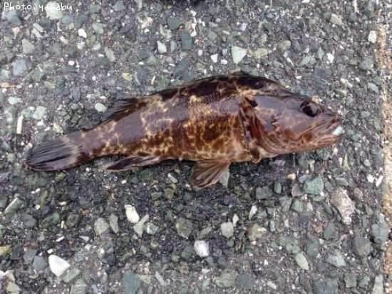 �����Υ���Х�