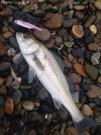 �����Х�