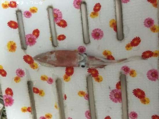 ���󥵥�����