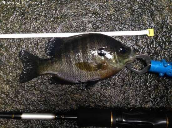 �֥롼����