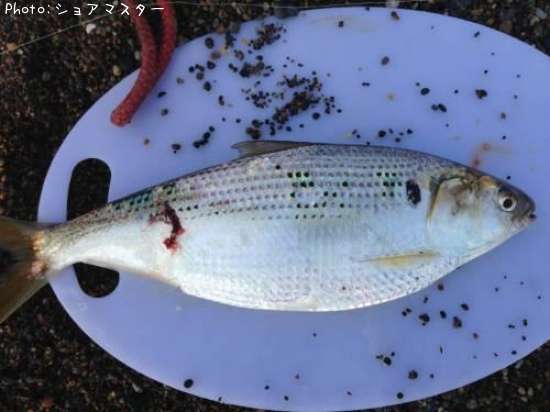 ���Υ���